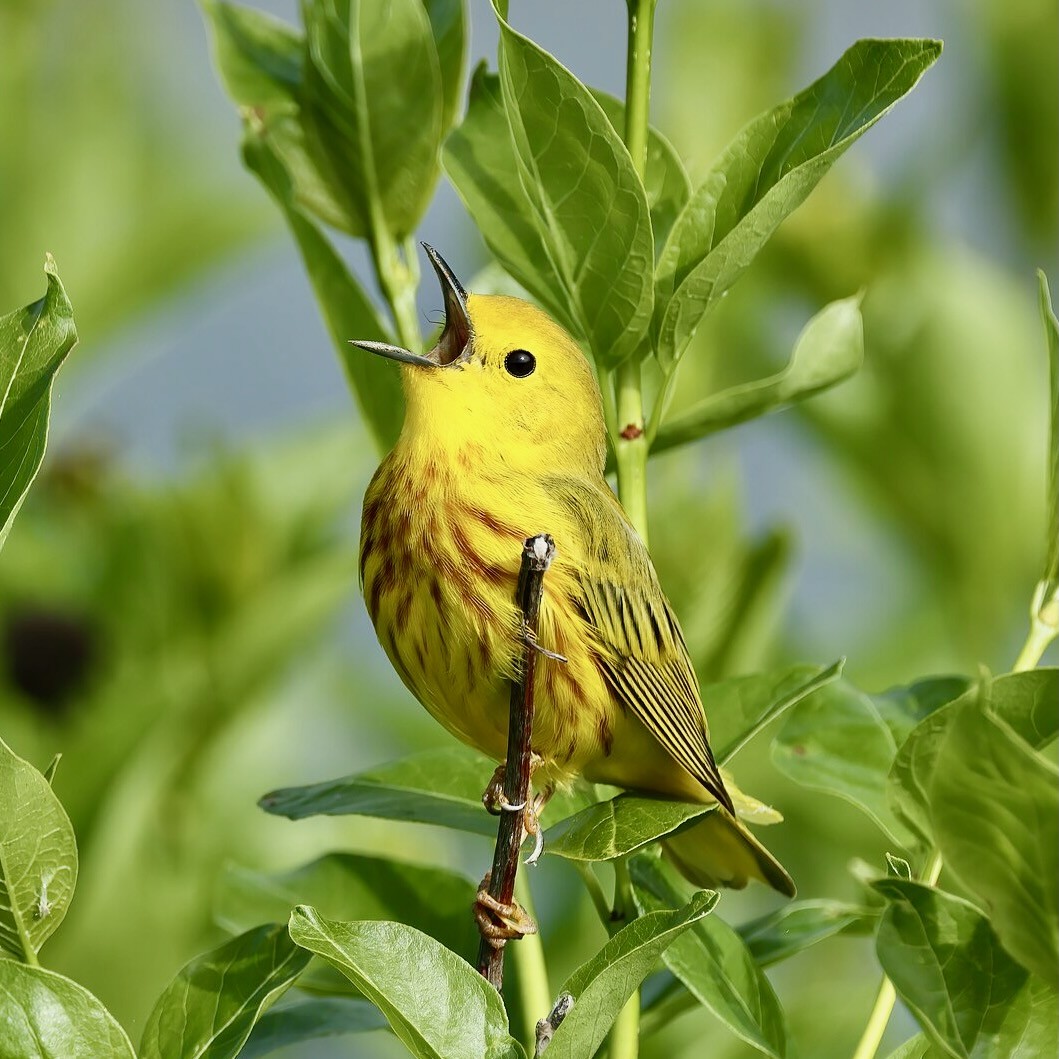 Setophaga aestiva, Parc Plaisance, Québec 04 by Cephus is under CC BY-SA 4.0.